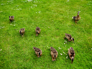 Mallard Family feeding on the grass surounding a lake.