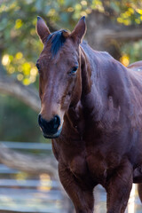 Obraz premium Strong Horse, Muscular Horse