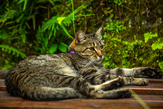 Gatinha Manhosa