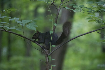 The Eastern Grey Squirrel (Sciurus carolinensis)