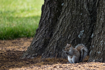 The Eastern Grey Squirrel (Sciurus carolinensis)