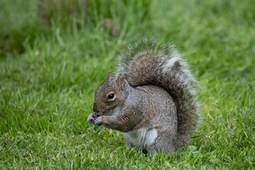 The Eastern Grey Squirrel (Sciurus carolinensis)
