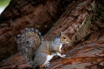 The Eastern Grey Squirrel (Sciurus carolinensis)