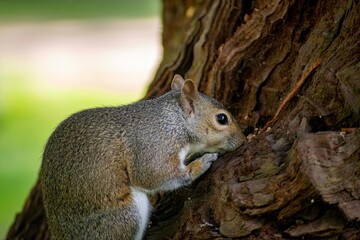 The Eastern Grey Squirrel (Sciurus carolinensis)