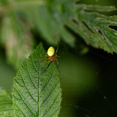 Auf einem Blatt sitzt eine kleine Kürbisspinne an ihrem Spinnennetz.
