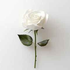Obraz premium Single white rose with smooth, velvety petals in 3D, isolated on a white background, minimal and clean with ample space for text