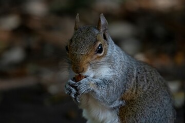 The Eastern Grey Squirrel (Sciurus carolinensis)