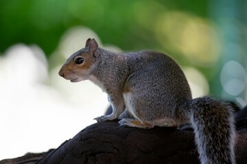 The Eastern Grey Squirrel (Sciurus carolinensis)