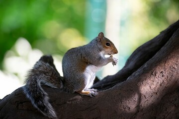 The Eastern Grey Squirrel (Sciurus carolinensis)