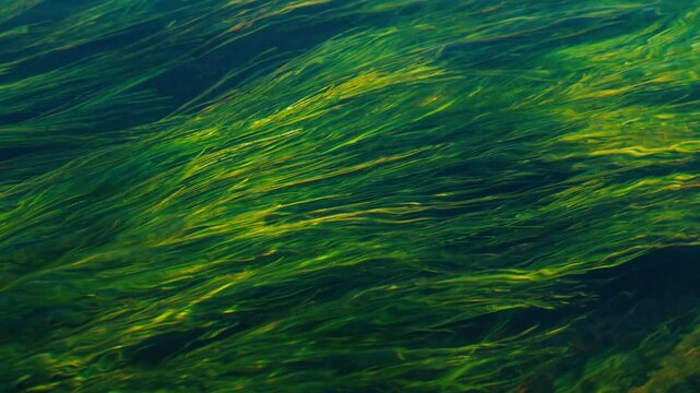 Water flowing over green algae in a river creates a mesmerizing natural pattern