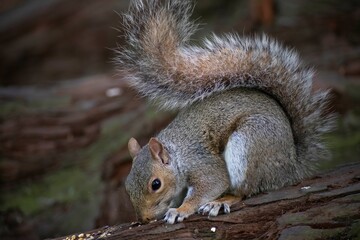 The Eastern Grey Squirrel (Sciurus carolinensis)