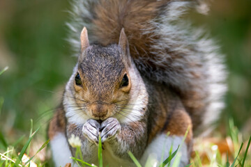 The Eastern Grey Squirrel (Sciurus carolinensis)