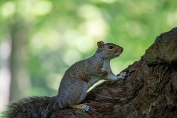 The Eastern Grey Squirrel (Sciurus carolinensis)