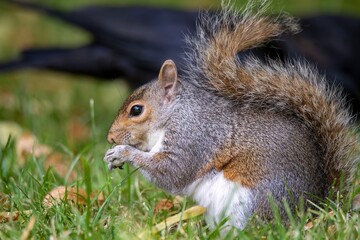 The Eastern Grey Squirrel (Sciurus carolinensis)