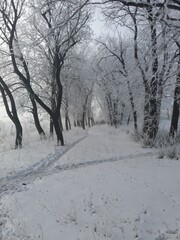 Experience the enchanting Winter Wonderland filled with snowcovered trees and serene pathways