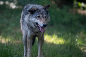 The Eurasian Wolf (Canis lupus lupus), also known as the Common Wolf.