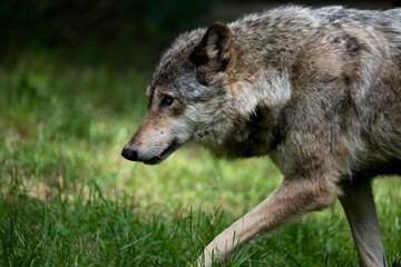 The Eurasian Wolf (Canis lupus lupus), also known as the Common Wolf.