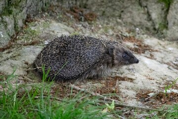 The European Hedgehog (Erinaceus europaeus), also known as the West European Hedgehog or Common Hedgehog.
