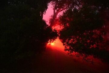 Fototapeta premium wicked looking light in the foggy forest at night
