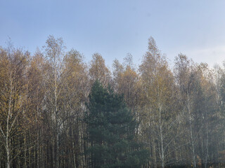A serene view of autumn trees with golden leaves against a clear blue sky. The tranquil forest scene evokes a sense of peace and natural beauty.