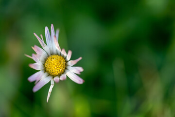 Obraz premium macro shot of daisy on a green background