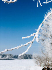 Polish winter, snow, conifer, village