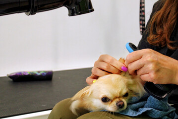 Funny chihuahua dog on hands of groomer in salon. Hands of groomer cut fur with brush and scissors. Pet care, wellness, professional service, spa, hygiene, beauty of animals concept. Close-up
