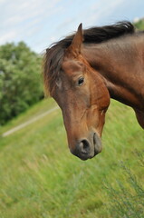 Fototapeta premium horse on the field 
