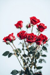 Obraz premium A bouquet of vibrant red roses against a soft white background.