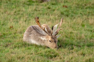The European Fallow Deer (Dama dama), also known as the Common Fallow Deer or simply Fallow Deer.