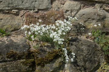 White small flowers on an old stone wall in spring in the city of Allendorf, Germany. High quality photo