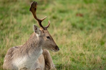 The European Fallow Deer (Dama dama), also known as the Common Fallow Deer or simply Fallow Deer.