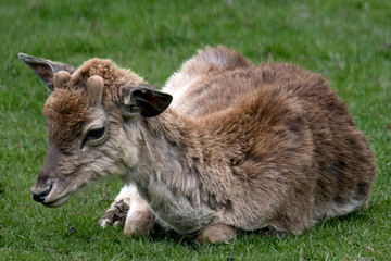 A European Fallow Deer fawn(Dama dama), also known as the Common Fallow Deer or simply Fallow Deer.