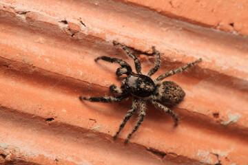 little jumping spider macro photo	