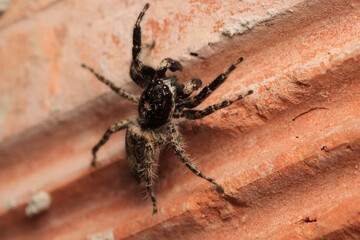 little jumping spider macro photo	