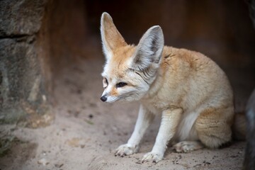 A Fennec Fox (Vulpes zerda).