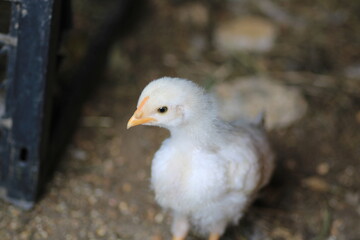 natural colourful chicken macro photo