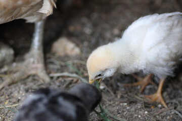 natural colourful chicken macro photo
