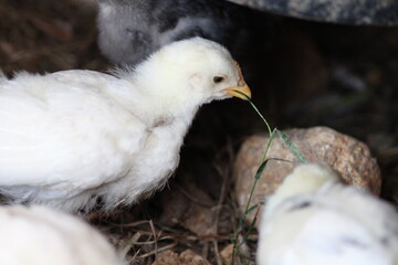natural colourful chicken macro photo