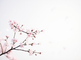 Pink sakura petals falling gently creating a dreamy background, background, elegant, calming