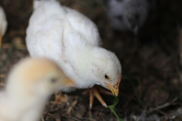natural colourful chicken macro photo