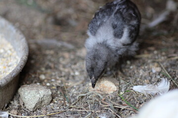 natural colourful chicken macro photo