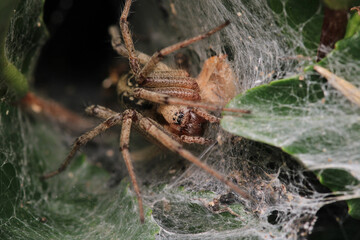 agelena labyrinthica spider macro photo