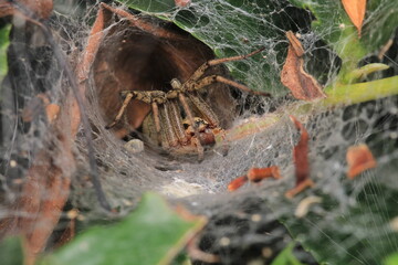 agelena labyrinthica spider macro photo