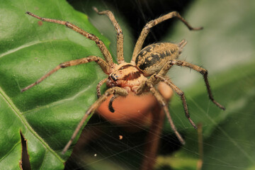 agelena labyrinthica spider macro photo