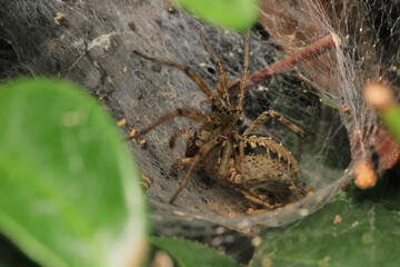 agelena labyrinthica spider macro photo