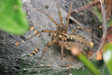 agelena labyrinthica spider macro photo