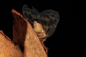 natural ricania insect macro photo	