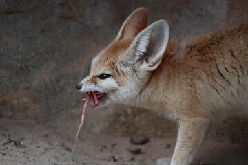 A Fennec Fox (Vulpes zerda).