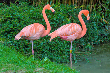 Fototapeta premium These vibrant flamingos stand gracefully by the water's edge, their pink plumage a striking contrast against the lush greenery. Their long, elegant necks curve smoothly, creating a sense of harmony.